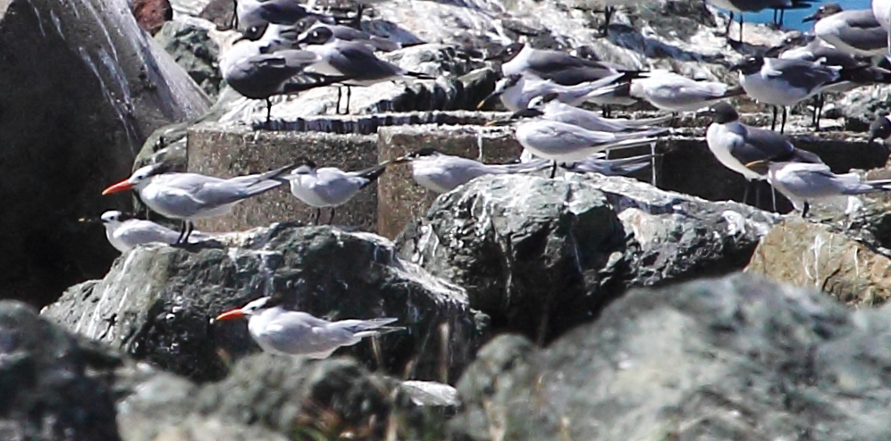 a seagull sits on rocks with other birds behind it