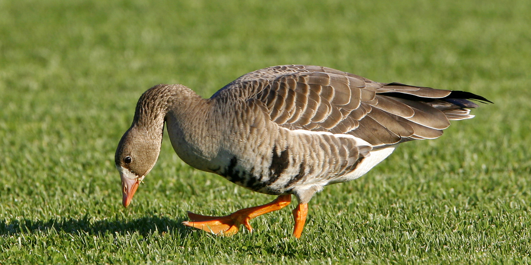 a goose is bending down in the grass
