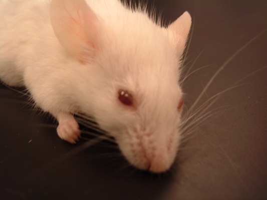 a small white rat with brown eyes and whiskers sitting on a surface