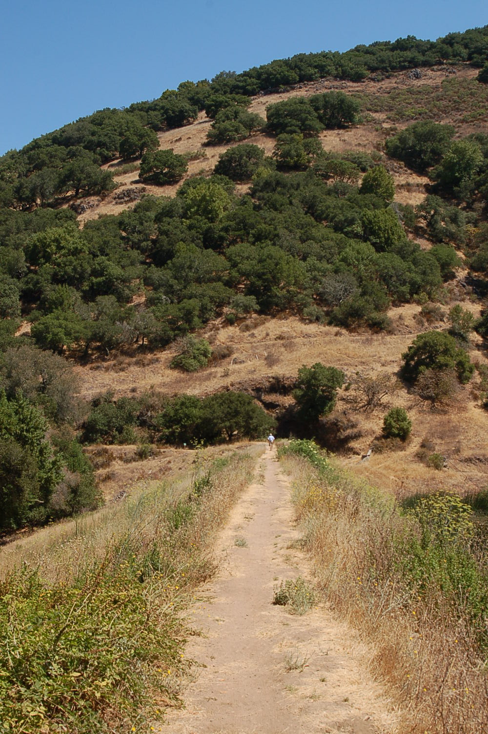 a narrow dirt road surrounded by trees and plants