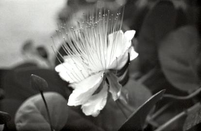 black and white pograph of flower on a plant