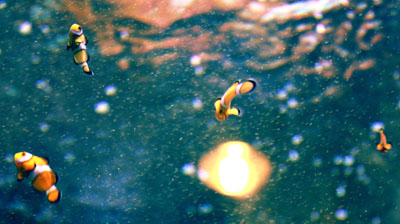 a group of small sea fish swimming in an aquarium