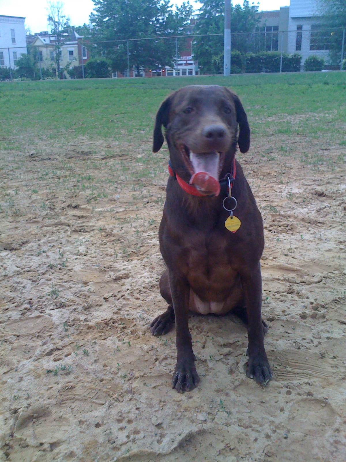 a brown dog sitting in sand on top of a field