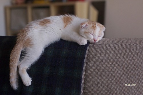 a calico cat that is sleeping on the back of a couch