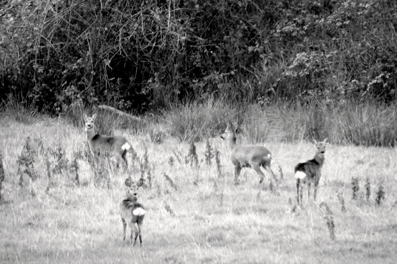 some deer in the middle of a field