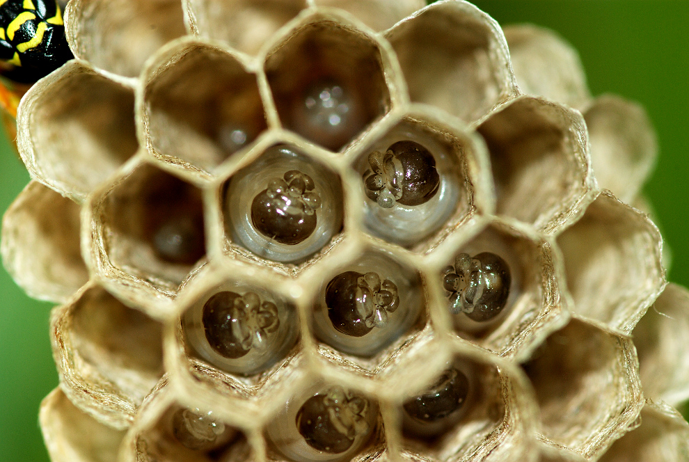close up picture of bees in the nest