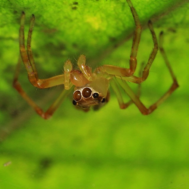 a spider looking into the camera