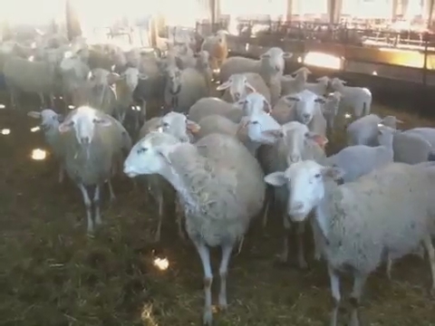 a group of sheep that are standing in the grass