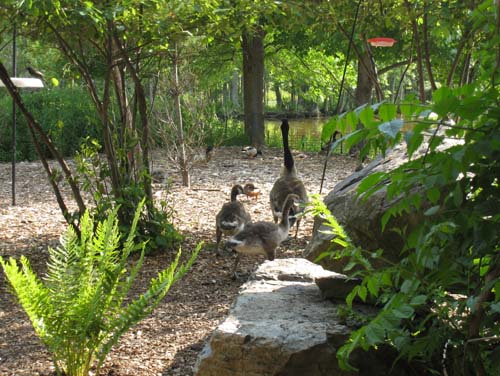 ducks are walking through a forest near rocks