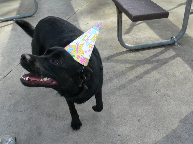 a dog wearing a birthday party hat by a picnic table