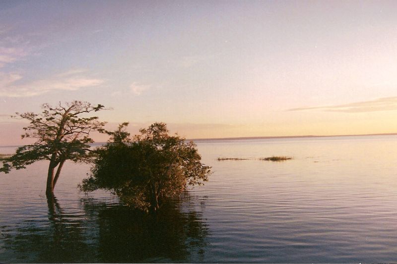 a body of water with a tree and other water