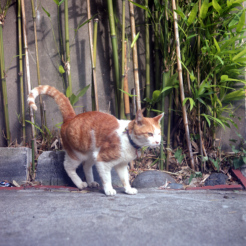 an orange and white cat is near some plants