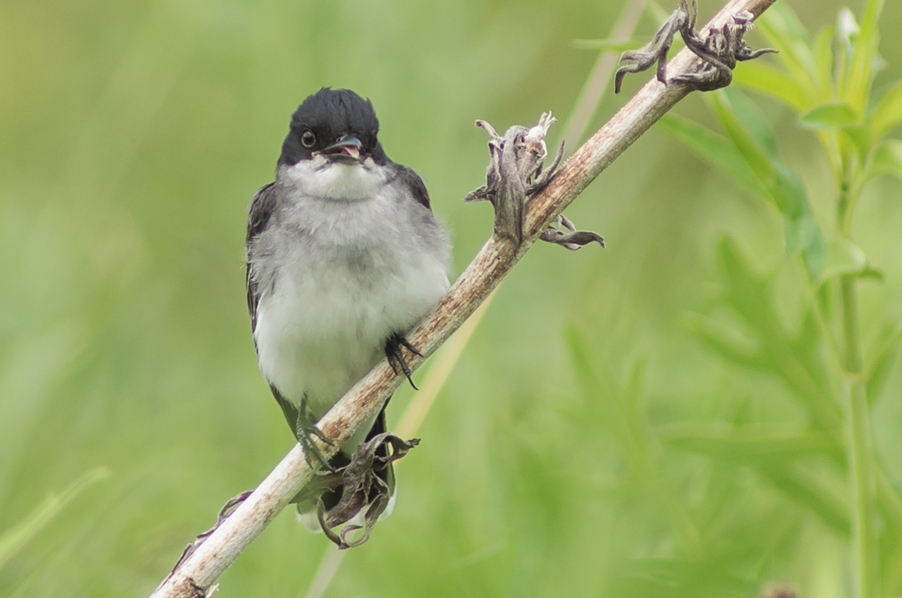 a black and white bird sitting on a tree limb