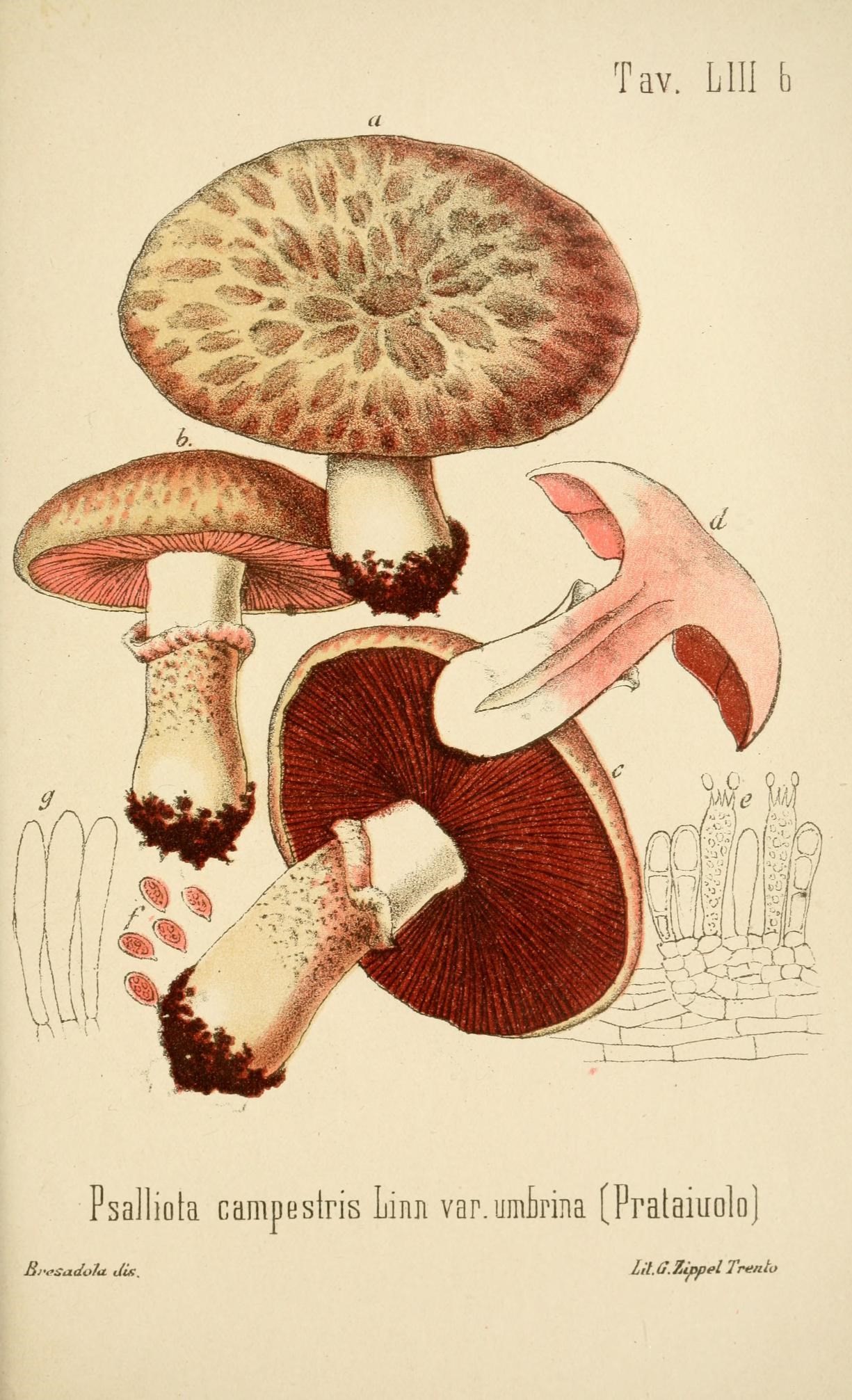a drawing of a mushroom on a piece of paper