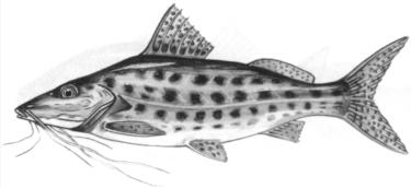 drawing of a large spotted fish