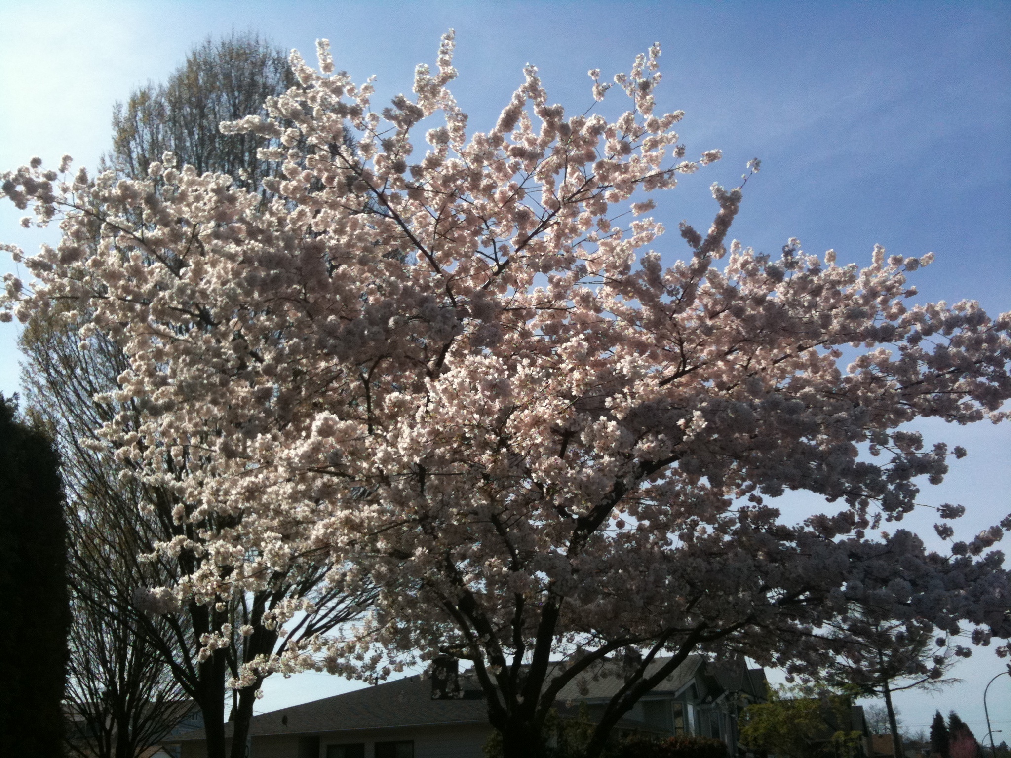 a tree with white flowers and nches in the sunlight