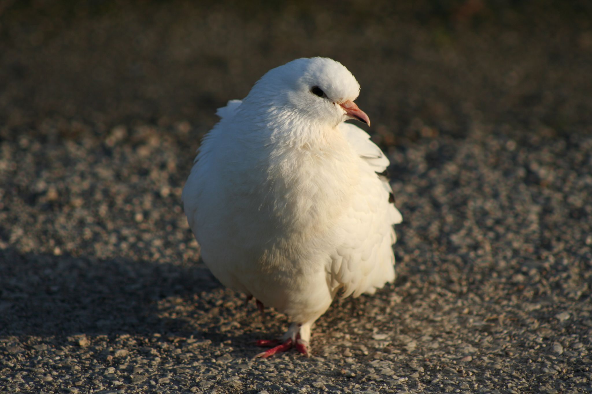 a white pigeon walking across the street in daylight