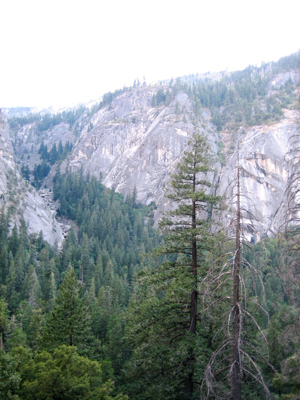 the trees are all by themselves in the rocky area