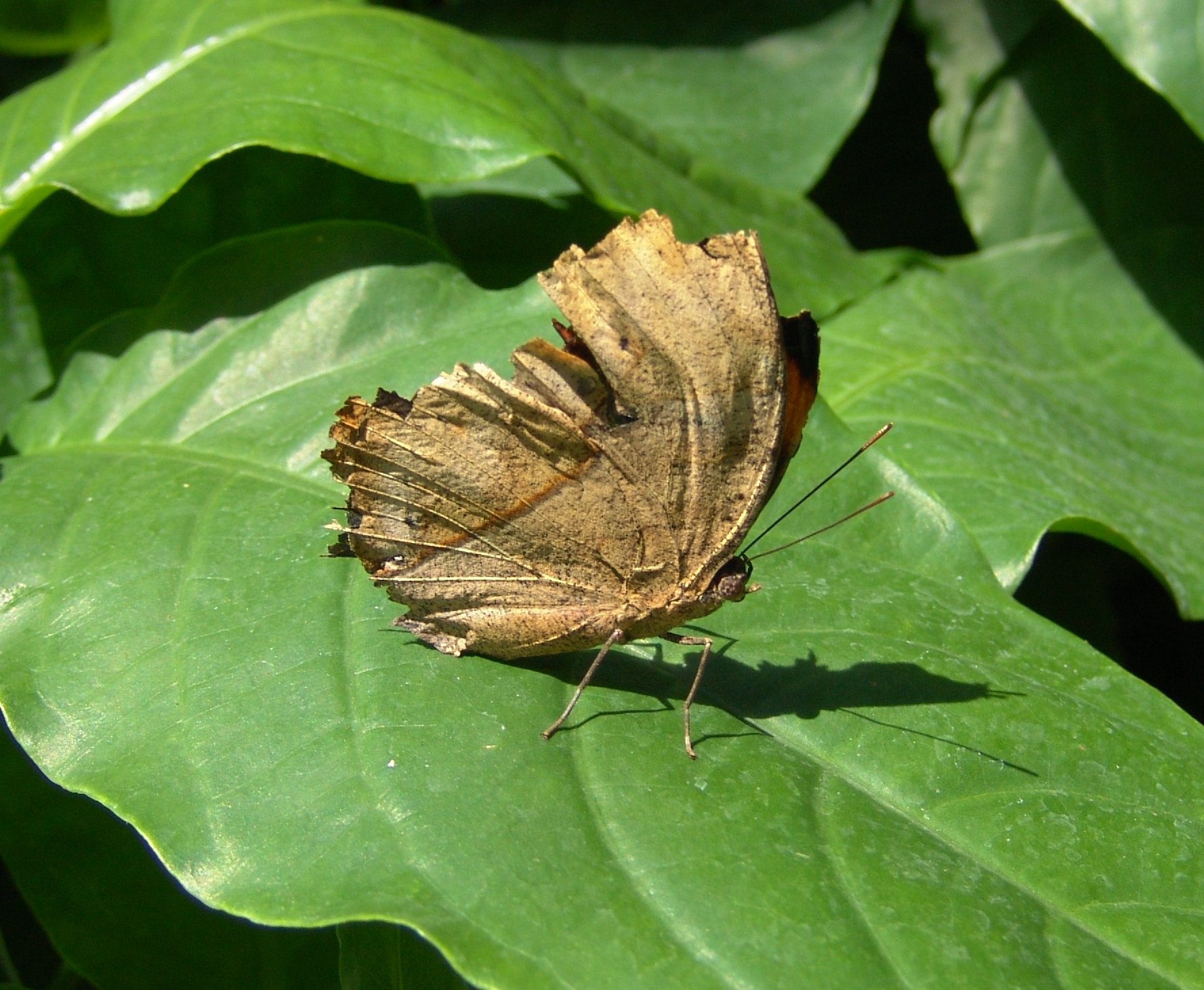 a brown moth sitting on top of a green leaf