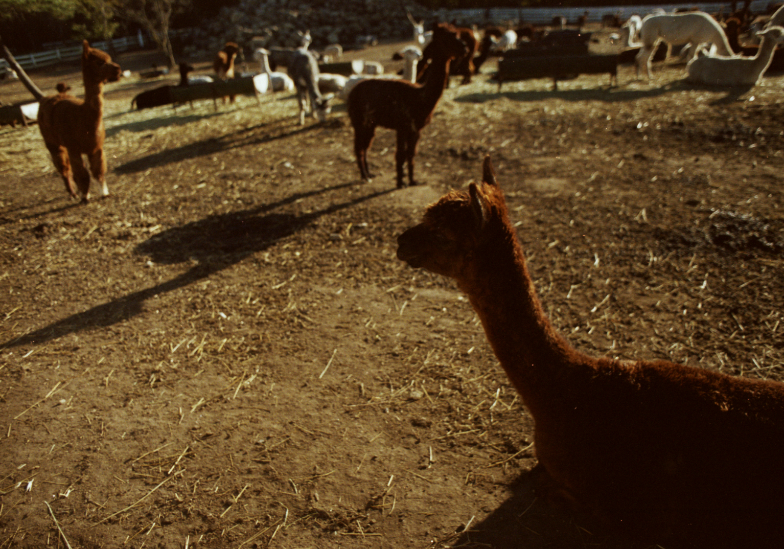 a group of llamas are walking through the field