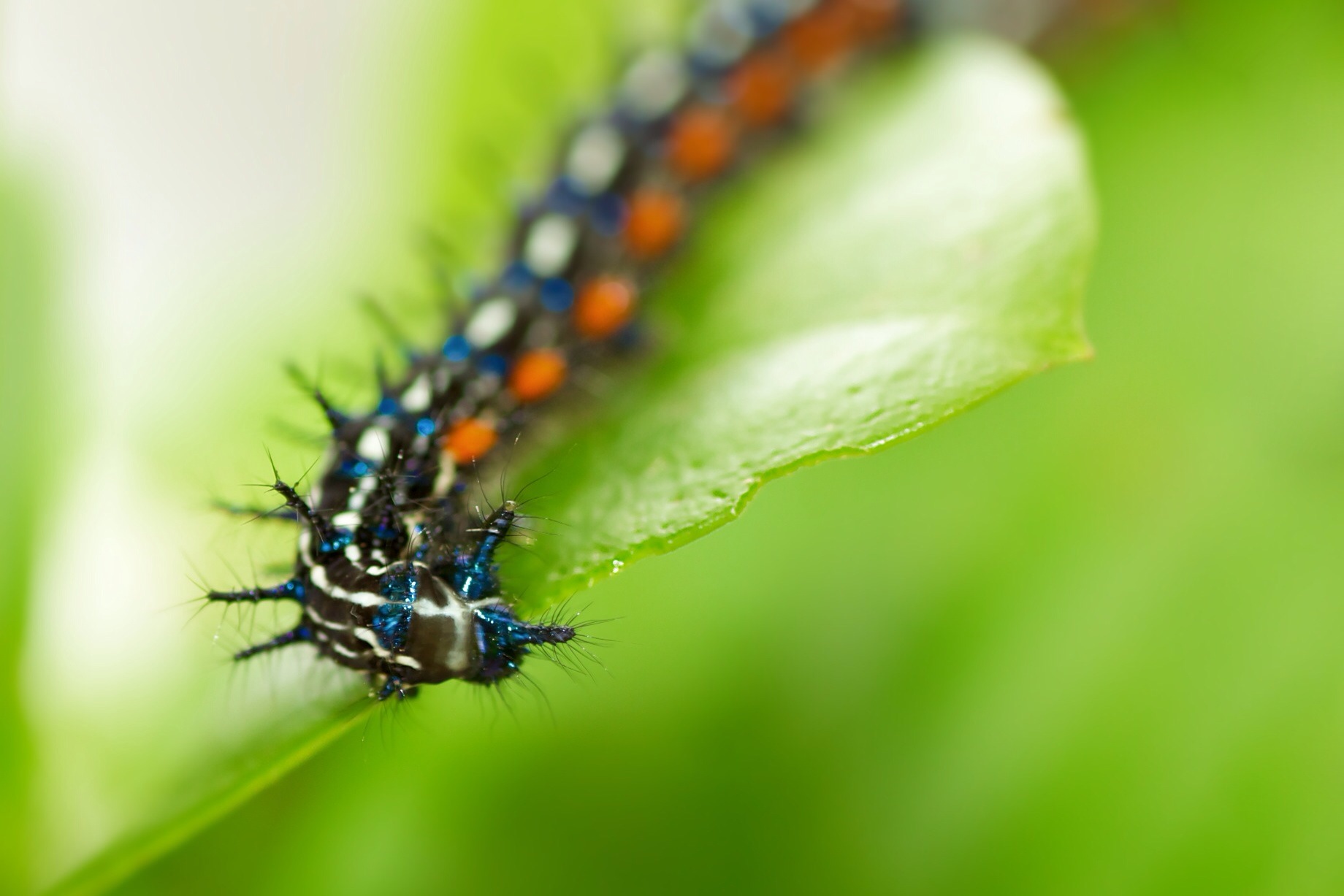 the blue and black caterpillar is crawling on a leaf