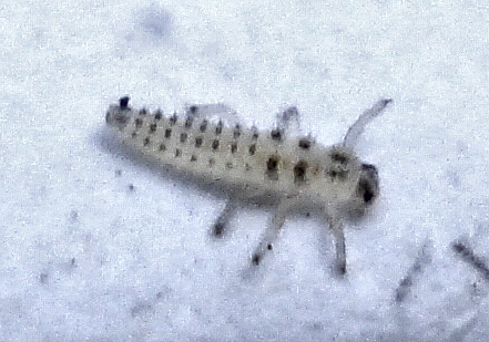 a white bug is laying in the snow