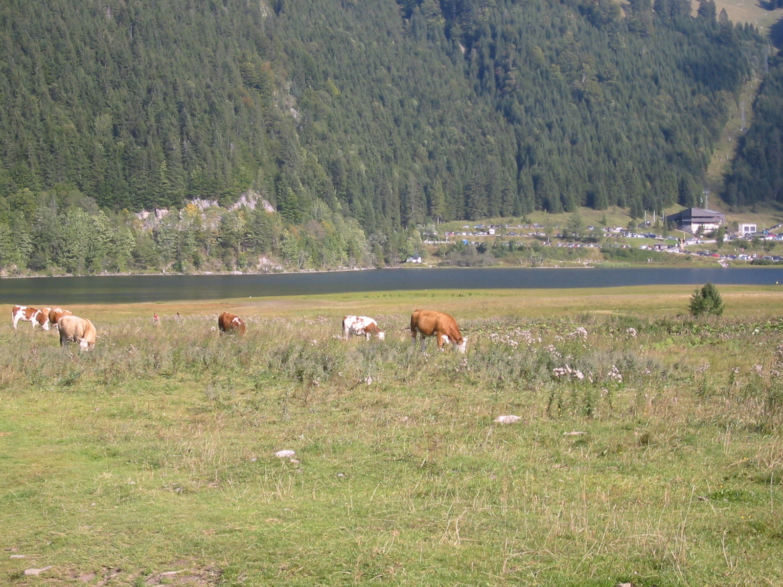 several horses grazing on grass near water in a mountain pasture