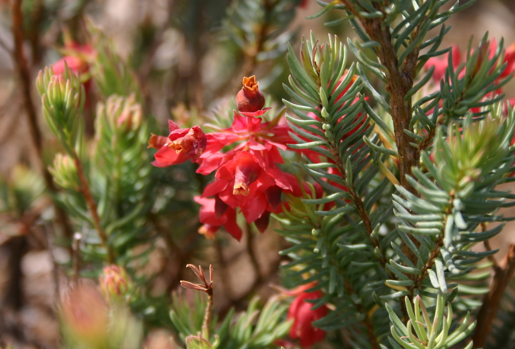 a pine tree with red flowers in a field