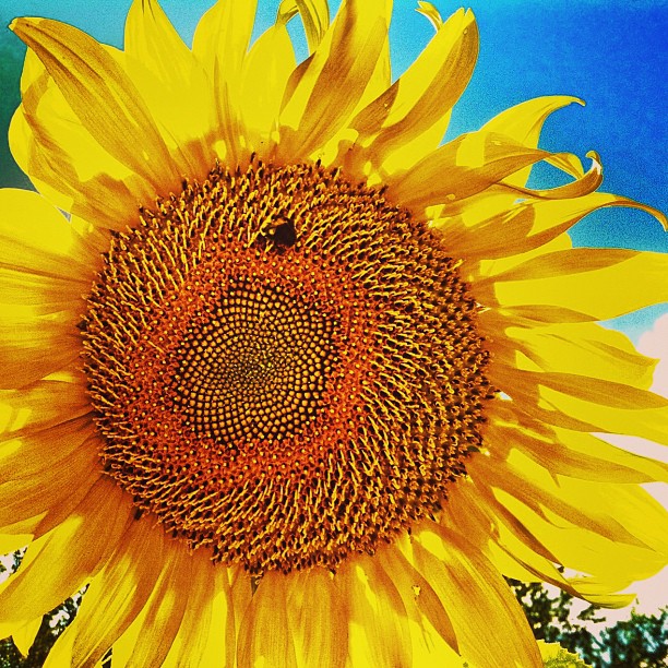 a big yellow sunflower with some green leaves on it
