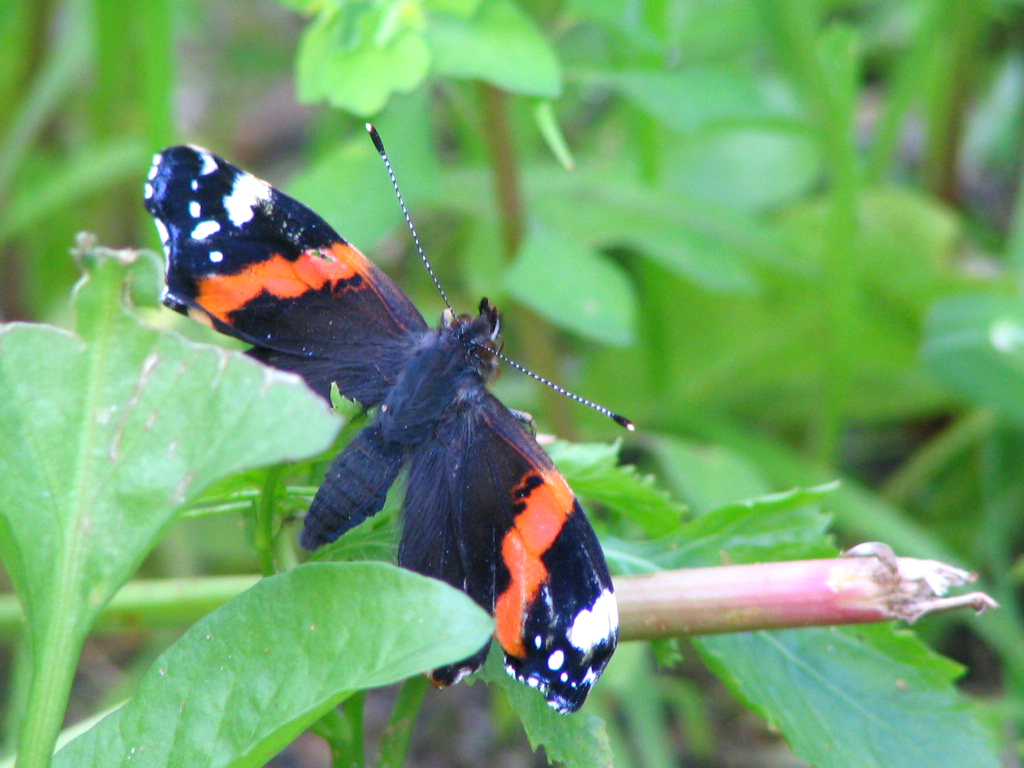 a black and orange erfly is sitting on a plant