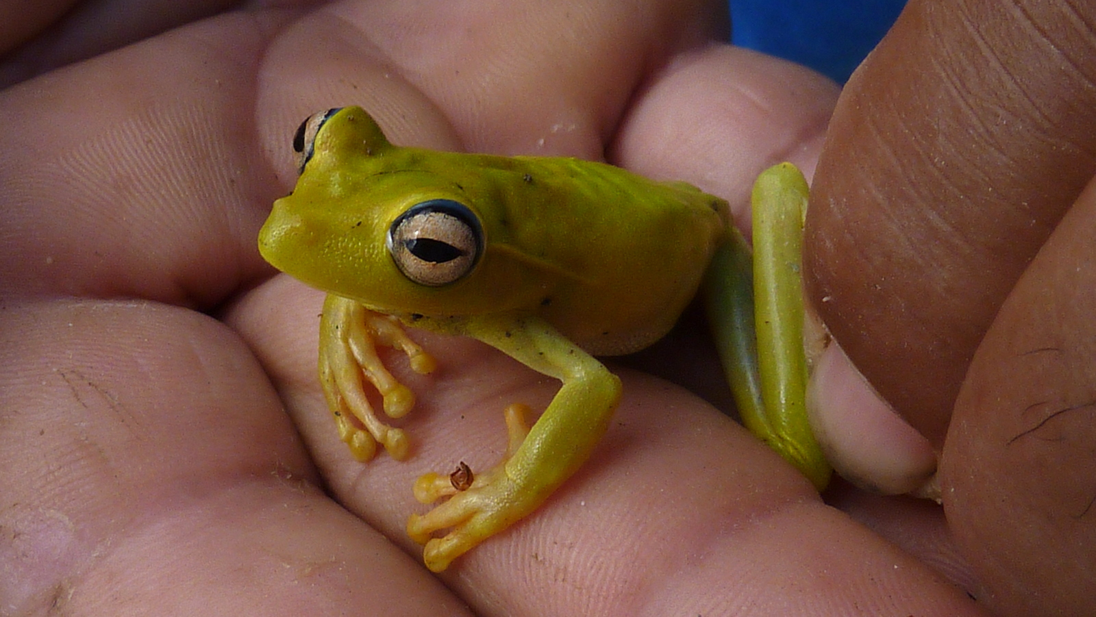 a green frog sitting on a mans hand