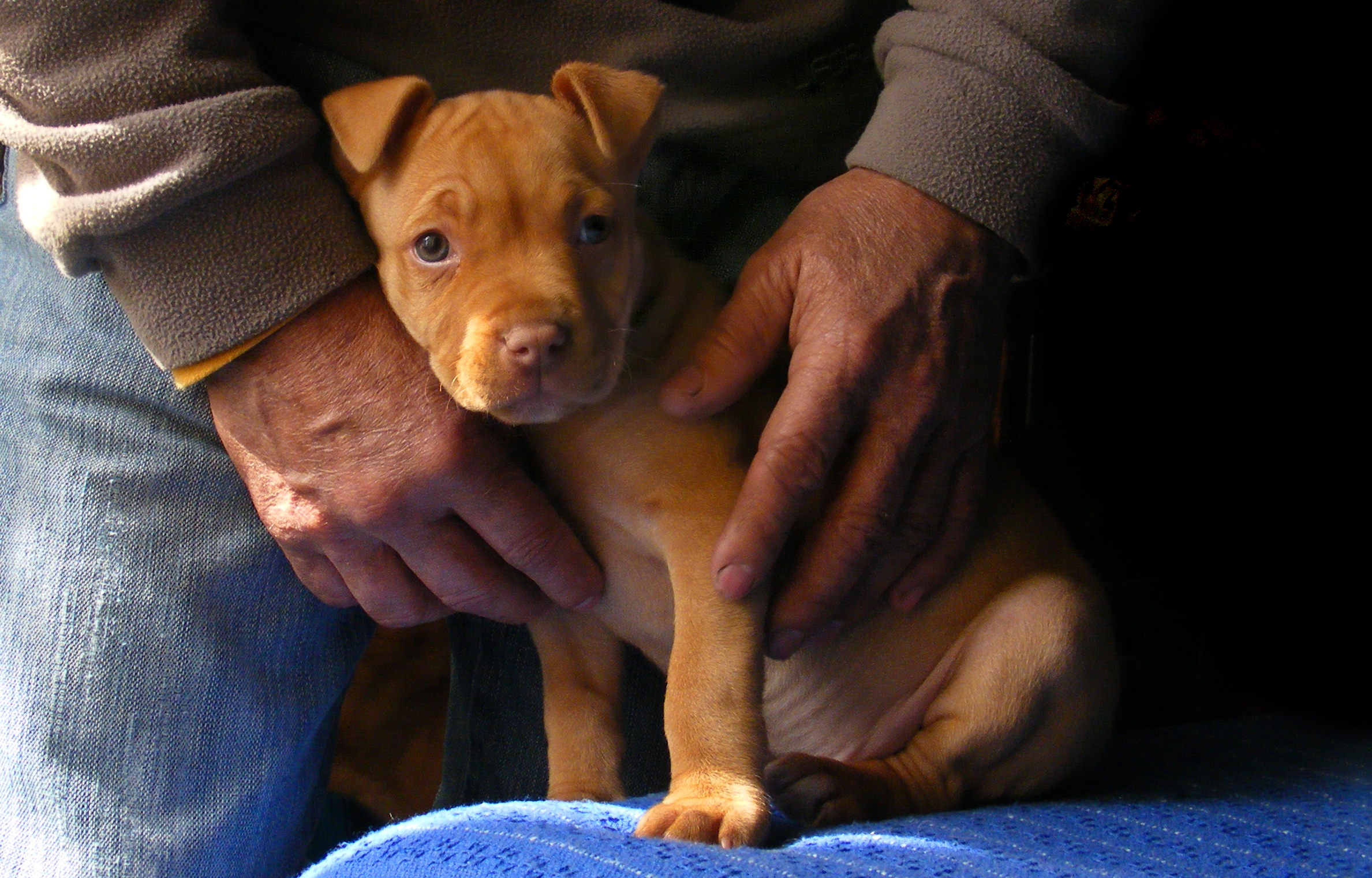 a brown and white dog being held by some hands