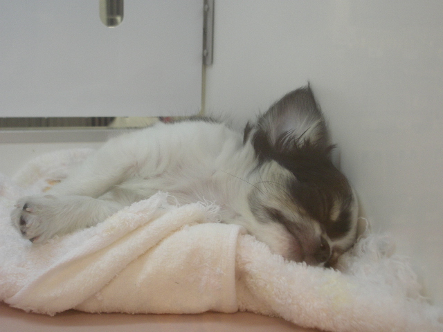 a kitten sleeping on a blanket under a mirror