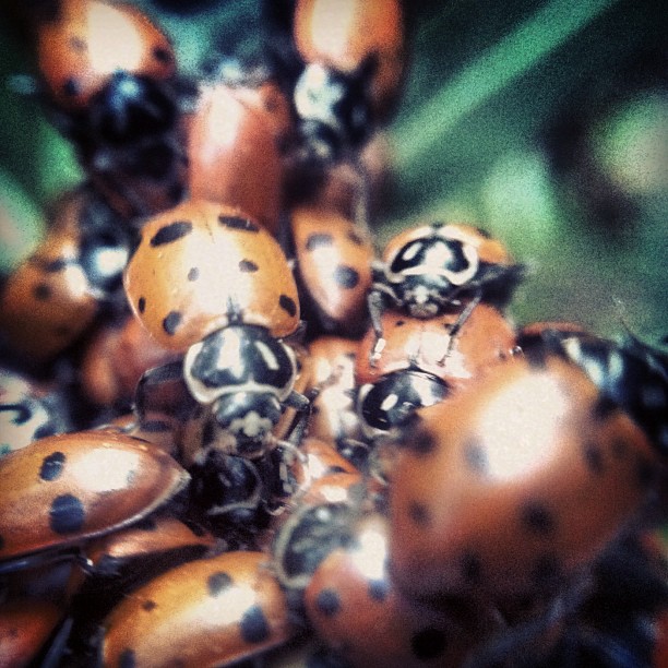 group of lady bugs with white spots in a bush