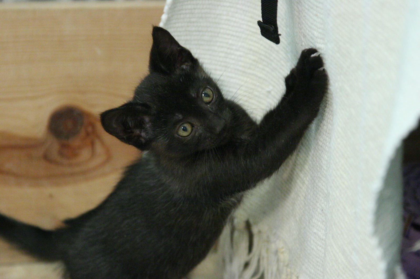 a black kitten is scratching itself against the wall