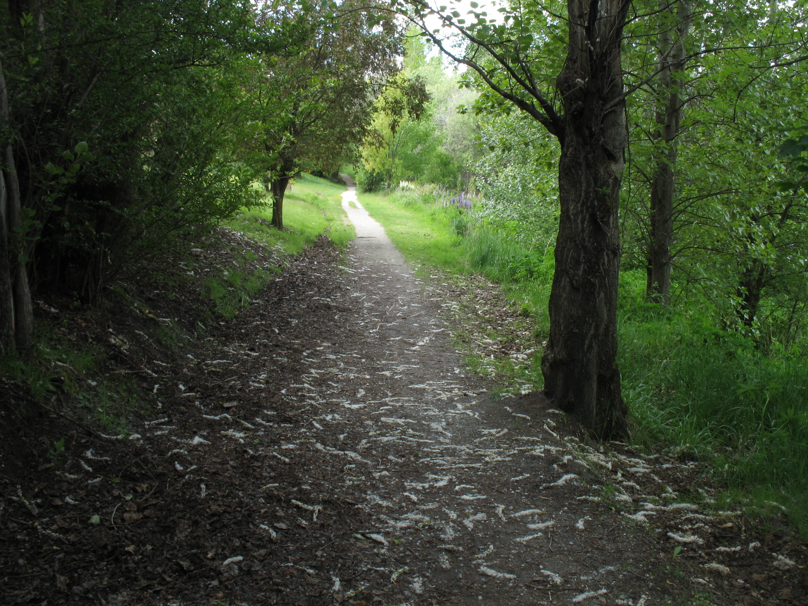 an empty dirt path leading through trees to a green field