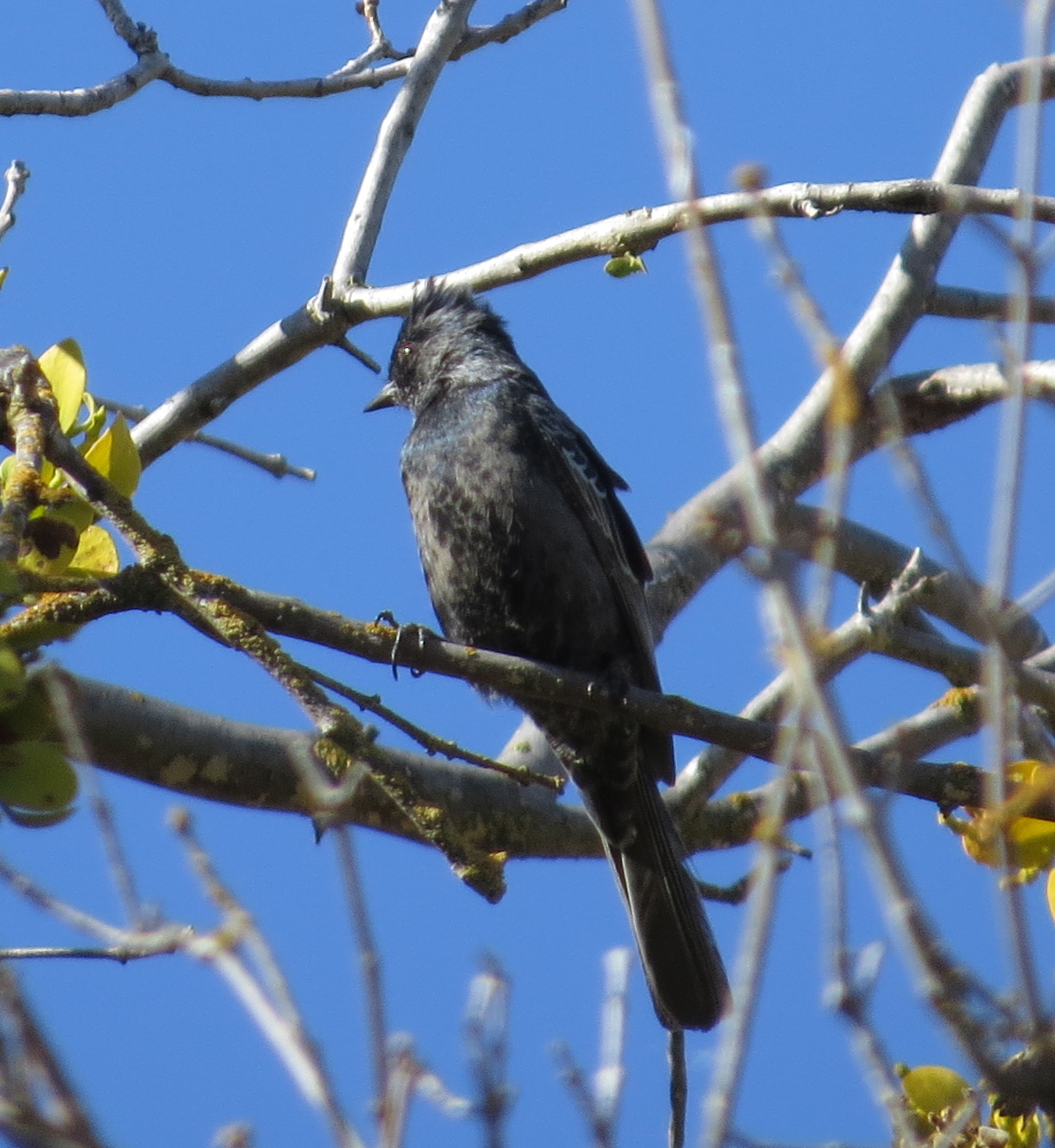 black bird sitting on tree nch with leaves