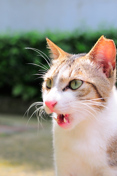a cat with its tongue sticking out looking alert