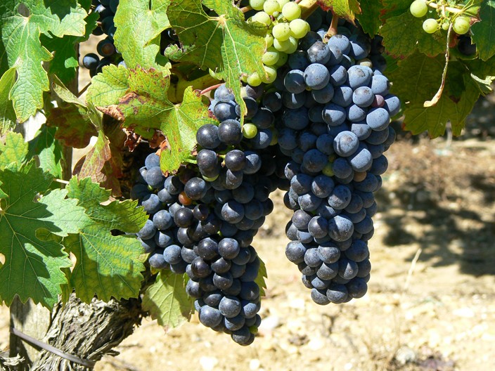 gs are ready for harvest at a vineyard