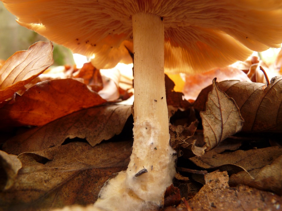 a large mushroom with a white cap is on the ground