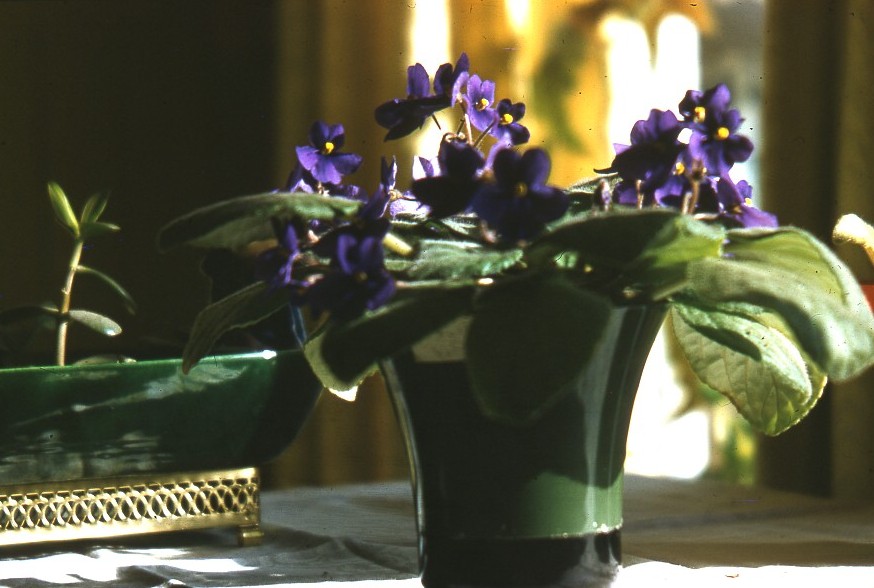 the blue flowers in the vase are on the table