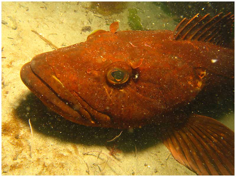 fish with eyes and large body lying in water