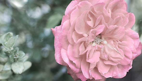 a very pink flower blooming near some trees