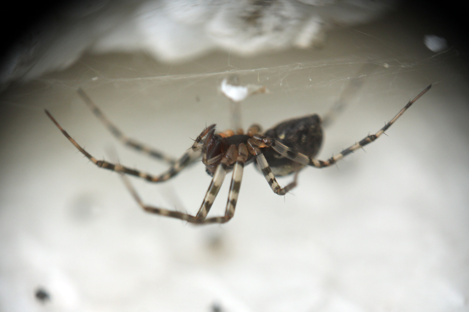 close up po of a brown and black spider