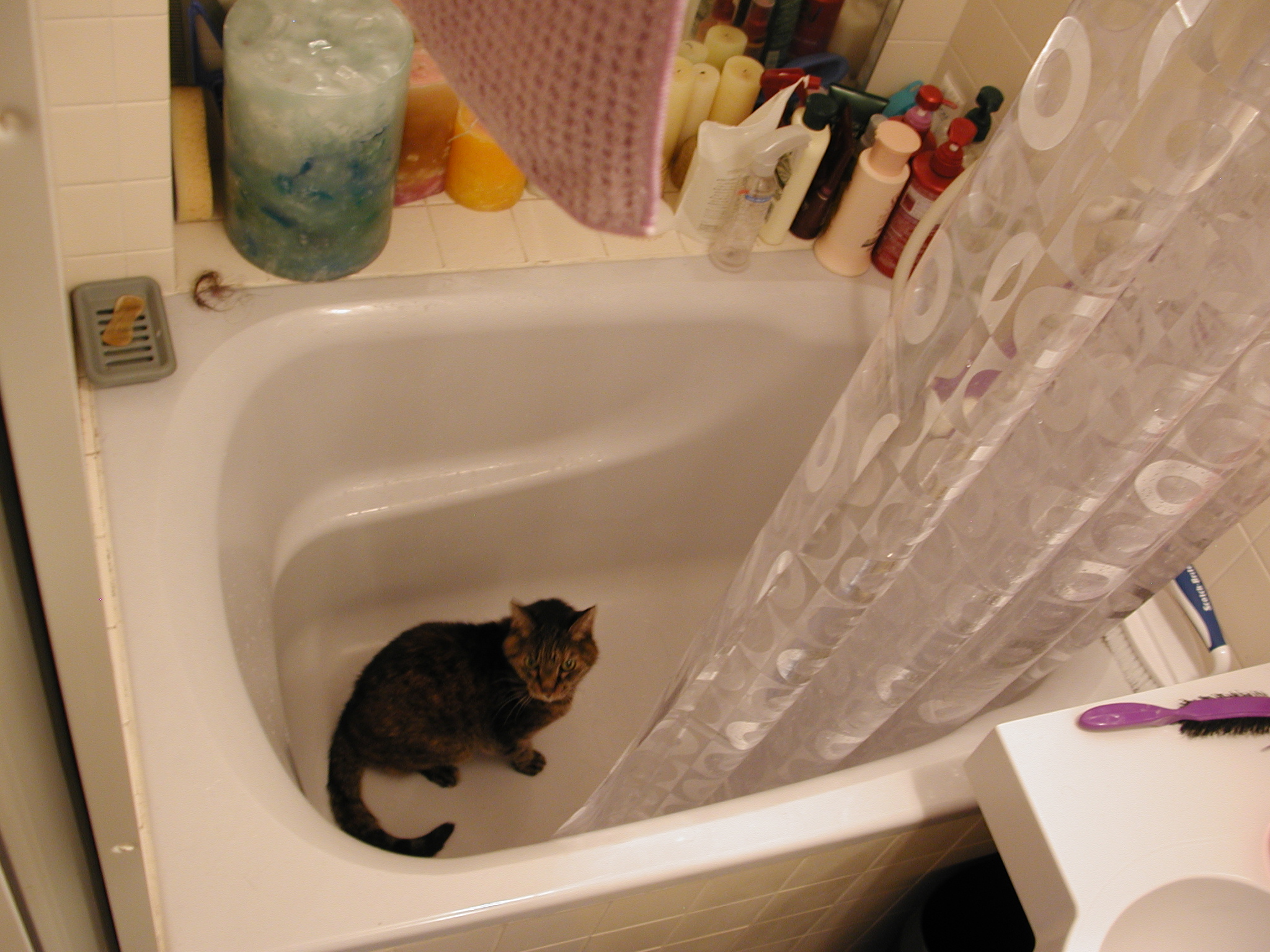 a cat that is sitting in a bathtub