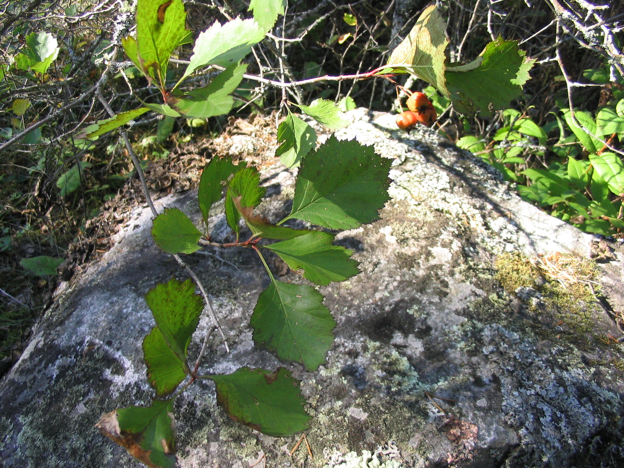 a bunch of leaves are growing on a rock