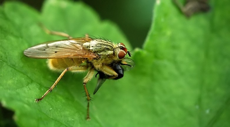 a fly that is on a green leaf
