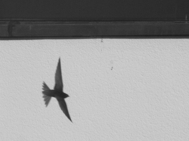 a bird flying low to the ground next to a building