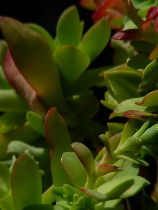 closeup of an interesting, colorful succulent plant