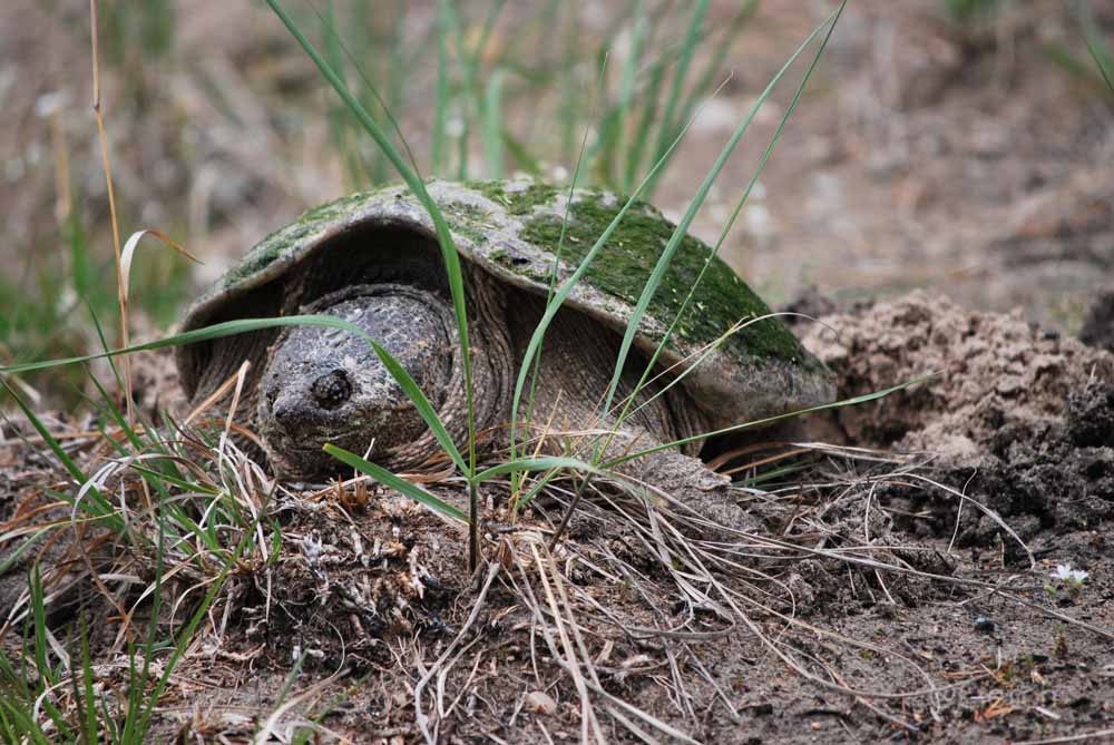 a turtle in the dirt and grass next to some rocks